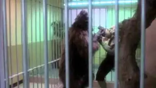 The Hulk Vs. King Kong.