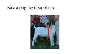 Measuring Your Meat Goats Size