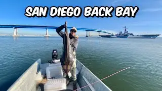 Calico Spottys Guitar Fish | San Diego Back Bay