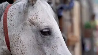 Shagya Arab vs Arabian Horse Comparison #ShagyaArab #ArabianHorse #HorseComparison #Equestrian#Horse