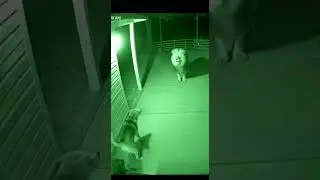 Lion Vs Cat (Part 1) #gameplay