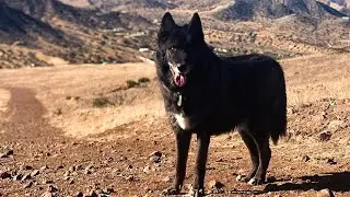 Injured Wolf Dog Gets His Broken Leg Treated | The Koala