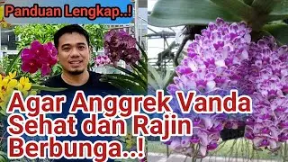 Panduan Lengkap Cara Menanam dan Merawat Anggrek Vanda Agar Sehat dan Rajin Berbunga, Anggrek Vanda,
