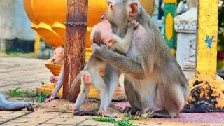 Adorable Baby Monkey Gives a Sweet Kiss to Loving Mother