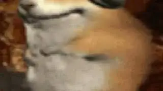 Hamster listening to high-pitched Polish music