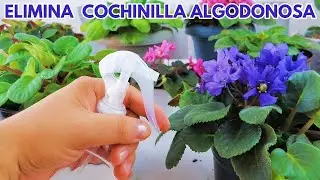eliminar cochinilla algodonosa en violetas africanas chuyito jardinero