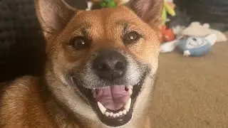 Nature Paws: Shiba Inu&rsquo;s in the Forest