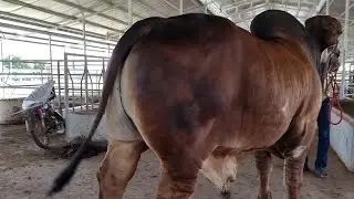 The Big Bull Red Brahman in Cambodia