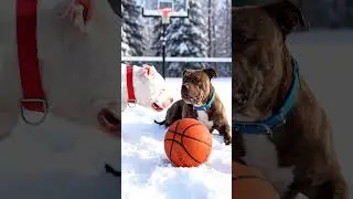 Funny Pitbulls   Shoot