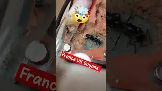 fourmi des jardins fran&ccedil;aise VS fourmi guyanaise #fourmis #france #guyane #vs #comparaison #antwars