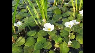 Водные растения8 Декоративные растения