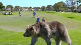 The Bear Trap  - PGA National Resort & Spa Champion Course