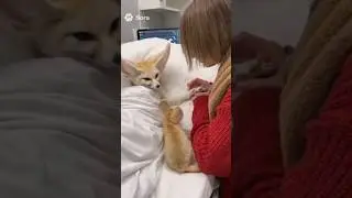 Brave Woman Rescues a Mother Fox Trapped in Ice.  #fox #woman #house