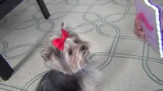 Adorable Dog Reaction to Funny Greeting card Misa Minnie