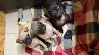 Pug Puppies Curled up Sleeping 🐶 Calm, Cute & Relaxing (HD)