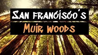 Muir Woods National Park