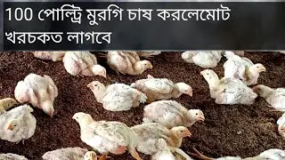 100 মুরগির পালনের কত খরচ কত লাভ.100 poultry chicken investment 