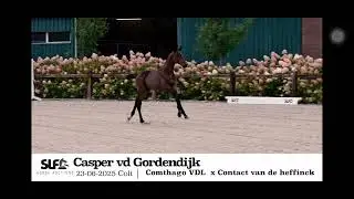 ** Sold UK 🇬🇧 ** Casper vd Gordendijk - stallion &lsquo;25 - Comthago VDL x Contact vd Heffinck 