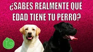 C&oacute;mo SABER la EDAD de un PERRO y CUANTOS A&Ntilde;OS VIVIR&Aacute;