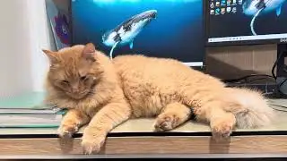 Working From Home With a Clingy Cat 😂 | Mr. Mittens the Orange Floof
