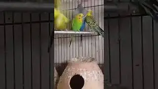 mashallah #birds #birdsshopomrkarapakkam #pacers #brids#🦜🦜🦜🦜🦜🥰😍😍😍👉🏻