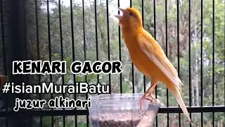 MASTER CANARY - Bird calls #isianmuraibatu #42 #kenarigacor