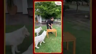 MS Dhoni Cuts B`day Cake For His Dogs #MSD #MSDhoni #HappyBirthday #celebration #redfmbengaluru