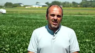 Koliko je SOJA otporna na SUSU - U nasem ataru 1061