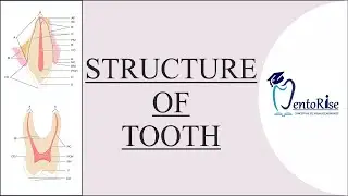 Structure of tooth | Human tooth structure | Tooth anatomy | Dental anatomy