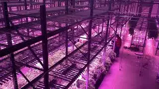 Queen Hemp Company harvest