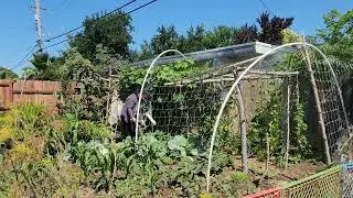 HANGING UP MY VINE CAGE FOR SOME VEGETABLES.....