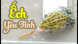 Đón Thêm Ếch Yêu Tinh - Ếch Bò Châu Phi -Africa BullFrog / Vũ Lê Channel