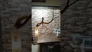 Hanging fish lamp #wooden lamp #woodenarts #homedecor #woodscraft #tablelight#वूड क्राफ्ट