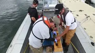 Toronto RAP: Fish Populations are Mostly Stable