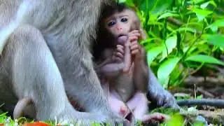 Unbelievably Cute Monkey Moments &ndash; Baby&rsquo;s First Walk 🥹