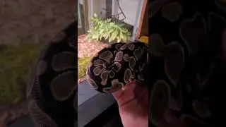 Weighing my Ball Python