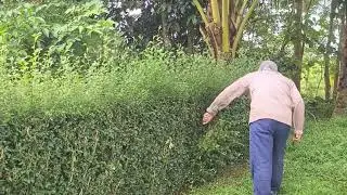 Manual Grass Clearing Without Modern Equipment #RuralAgriculture #TraditionalFarming
