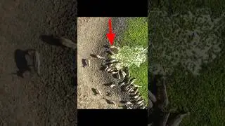 Crocodile Hidden Attack Impala By info fact News