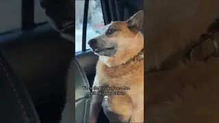 Dog is on another planet 😂 #highlife #dogs #funnydogs
