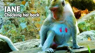 Poor monkey JANE is not properly sit as the other and keep checking back all if baby is coming