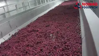 DSI Dantech Flowfreezer - Aerofreeze, Surgélation de framboises IQF_ Nomad Foodtech