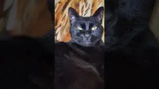 #видосыоткота  у котика 9 жизней . #кот