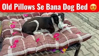 Dog Bed Ban Gaya Old Pillows Se | LCP Pawlife