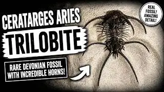 UNBELIEVABLE! Rare Cerarges Aries Trilobite Fossil from Morocco 🦖💎 | Devonian Era Treasure