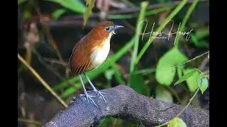Yellow-breasted Antpitta at Refuge Angel Paz