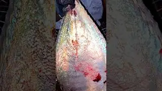 KASIMEDU 🔥TREVALLY FISH CUTTING #kasimedufishmarketlatest #kasimeduspeedselvam #shorts