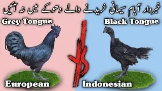 Ayam Cemani Black Tongue and Grey Tongue Difference | Most Expensive Black Chicken Meat in Pakistan