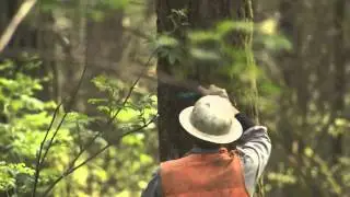 Sustainable Forestry