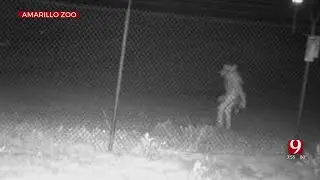 Mystery Creature Caught On Camera At Texas Zoo