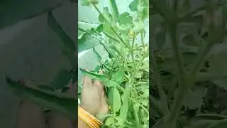 #terrace #gardeningvideo #viral #garden #youtube #farming #terracegardenvideo